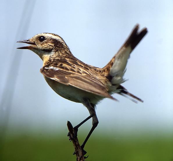 Braunkehlchen