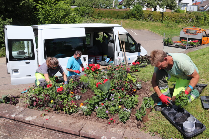 Pflanzaktion auf dem Friedhof in Langensteinbach.