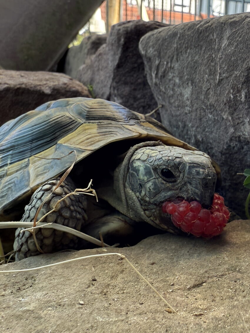 Fundschildkröte Frontansicht