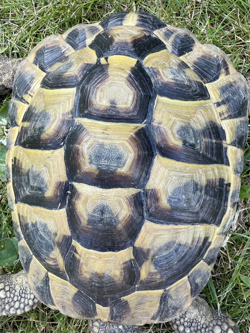Fundschildkröte Panzeransicht