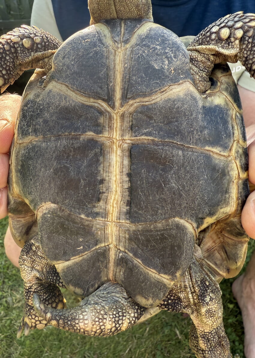 Fundschildkröte Bauchansicht