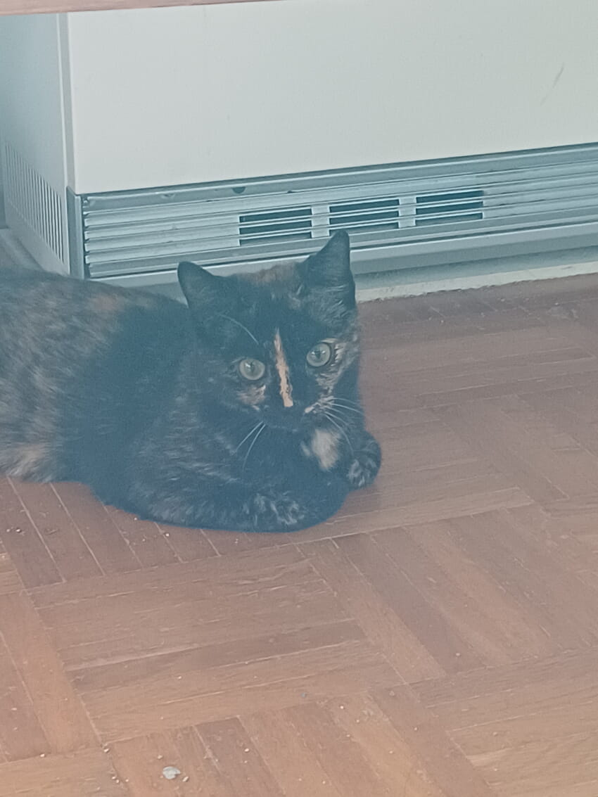 1. Katze