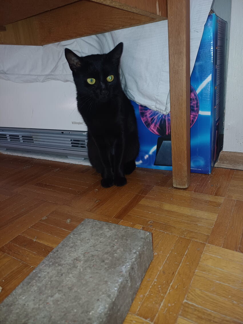 2. Katze