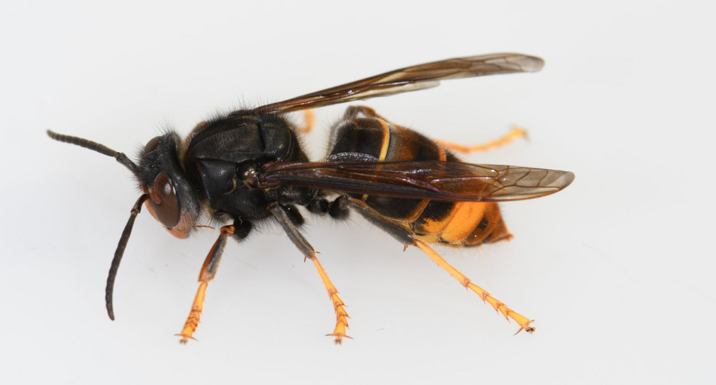 Asiatische Hornisse (Vespa velutina nigrithorax) Pressemitteilung der Landesregierung Baden-Württemberg, © Wieckorst/Schütte
