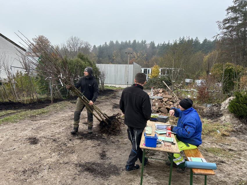 Obstbaumausgabe Anfang November auf dem Gelände des Technischen Dienstes der Gemeinde. Foto: Gemeinde Karlsbad
