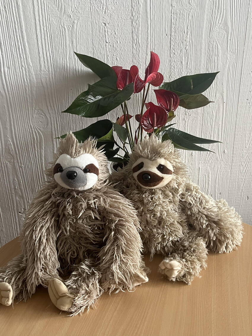 Faultier "Easy" zu Besuch