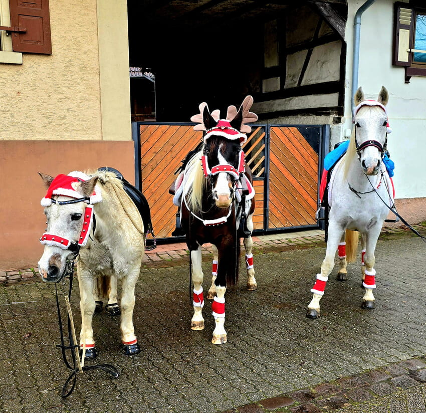 Festlicher Pferdetrio-Zauber auf dem Nikolausmarkt