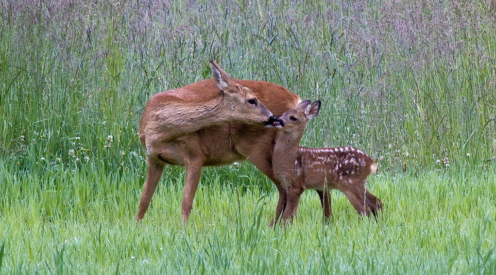 Autor und copyright: ForstBW / LFV,2010
