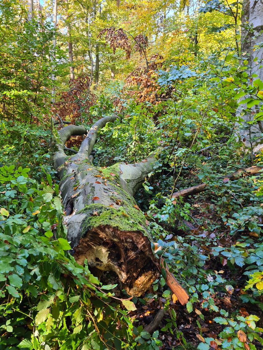 Kornelia Renner, copyright LFV, 2020