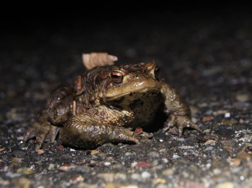 Foto: Marc Hochstein