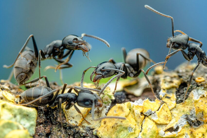 Tapinoma Magnum - Foto: Naturkundemuseum BW