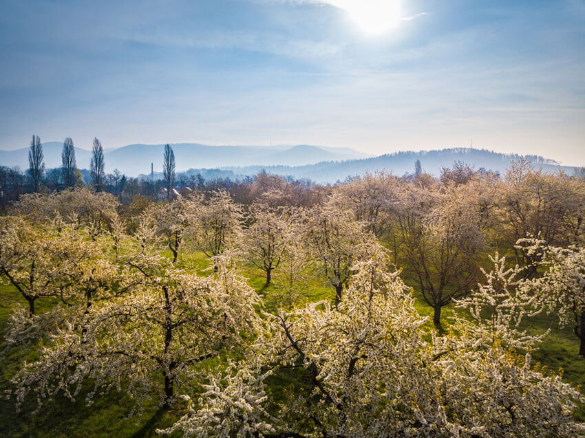 Bl&uuml;hende Obstwiesen im Naturpark Schwarzwald Mitte/Nord erkunden die Naturpark-Detektive in diesem Fr&uuml;hling. Bildrechte: Johannes Nickel/Naturpark Schwarzwald Mitte/Nord e. V.