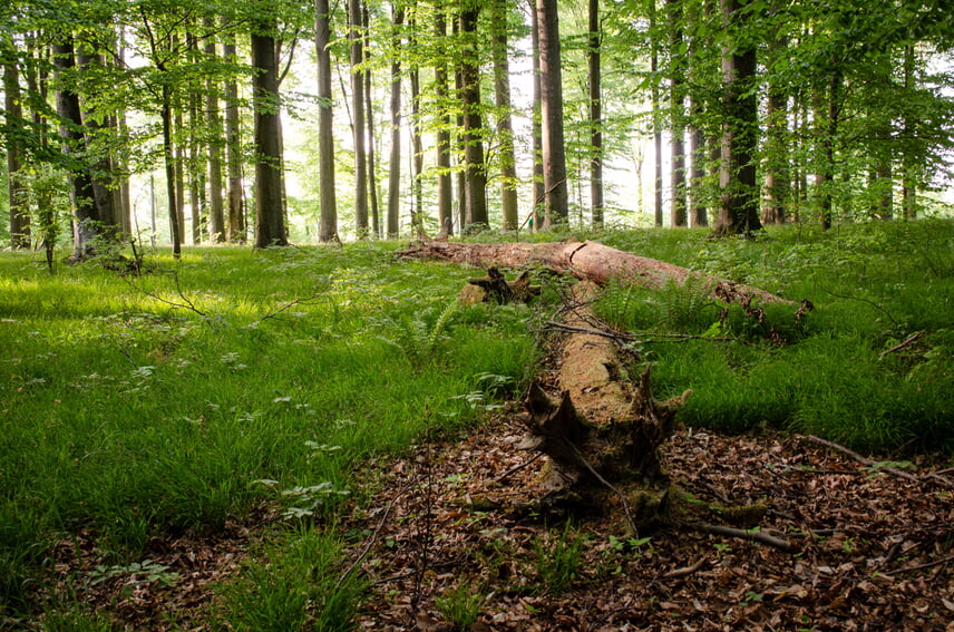 Laubwald Heidelsheim (Quelle: Landratsamt Karlsruhe)