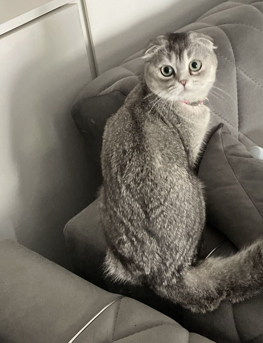 Katze mit Qualzuchtmerkmalen