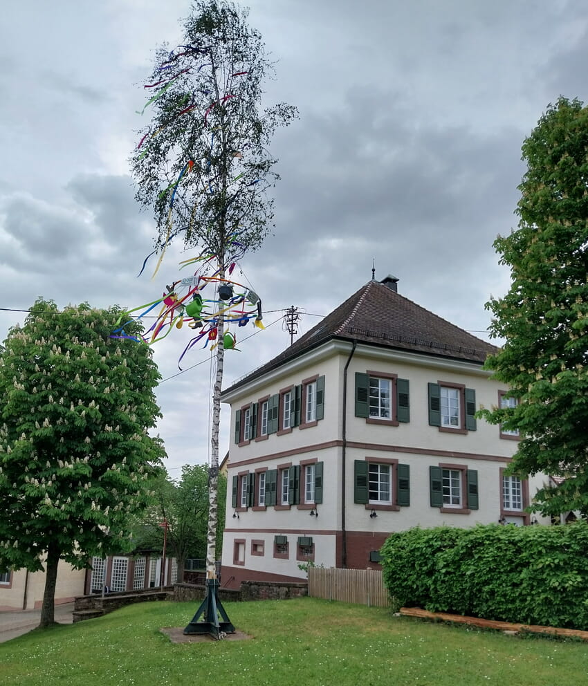 Die Birke ein Symbol f&uuml;r Kraft und Lebenswillen
