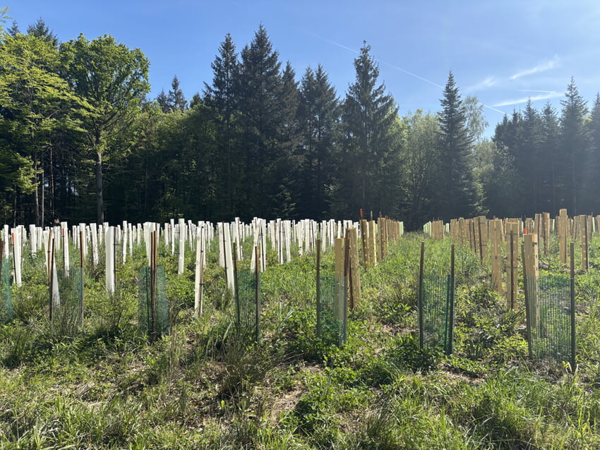 Das Foto zeigt links Wuchsh&uuml;llen aus Kunststoff und rechts testweise neue, biologisch abbaubare Wuchsh&uuml;llen. Foto: Gemeinde Karlsbad / Forstverwaltung