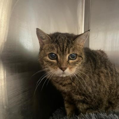 Fundkatze Frontansicht