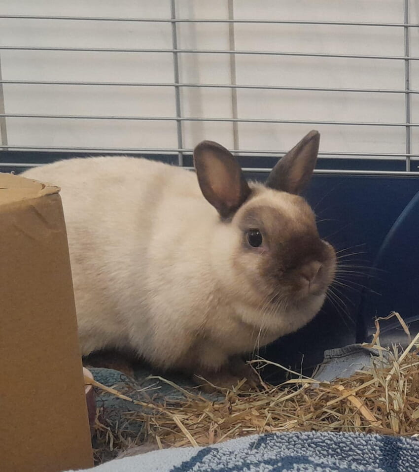Fundkaninchen wei&szlig;/braun Seitensicht