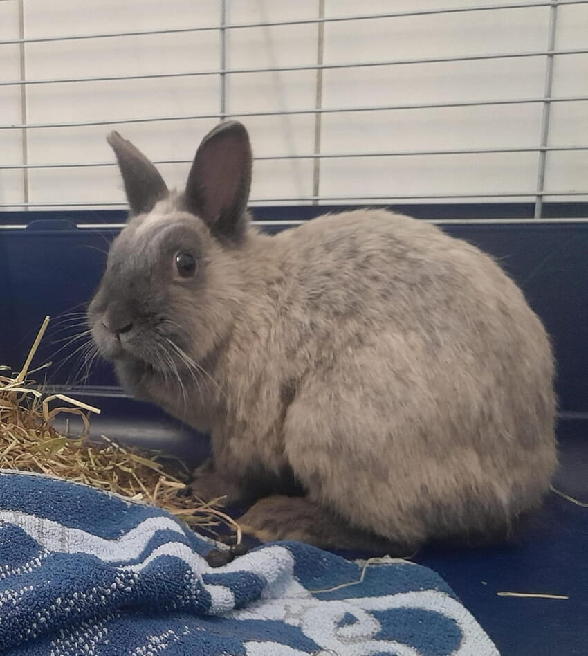 Fundkaninchen grau/weis Seitensicht