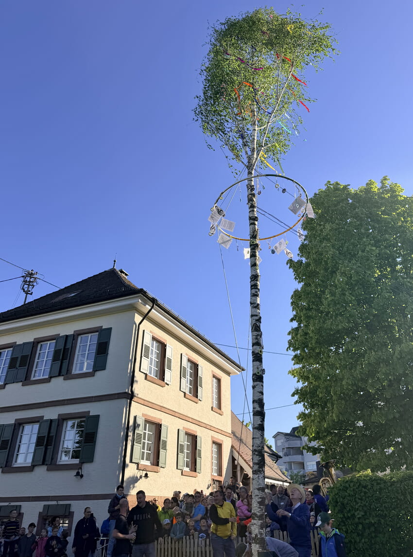 Der u.a. mit Notenbl&auml;tter festlich geschm&uuml;ckte Maibaum steht auf dem Gel&auml;nde des Heimatmuseums in Karlsbad Ittersbach