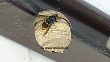 Man erkennt sie gut an ihrem insgesamt schwarzen Körper und dem markanten orangenen Ring am Hinterleib. Ausßerdem hat die Asiat. Hornisse orangene Füße