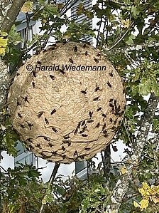 medizinballgro&szlig;es Sekund&auml;rnest in einem Baum. Nur von Fachleuten entfernen lassen!