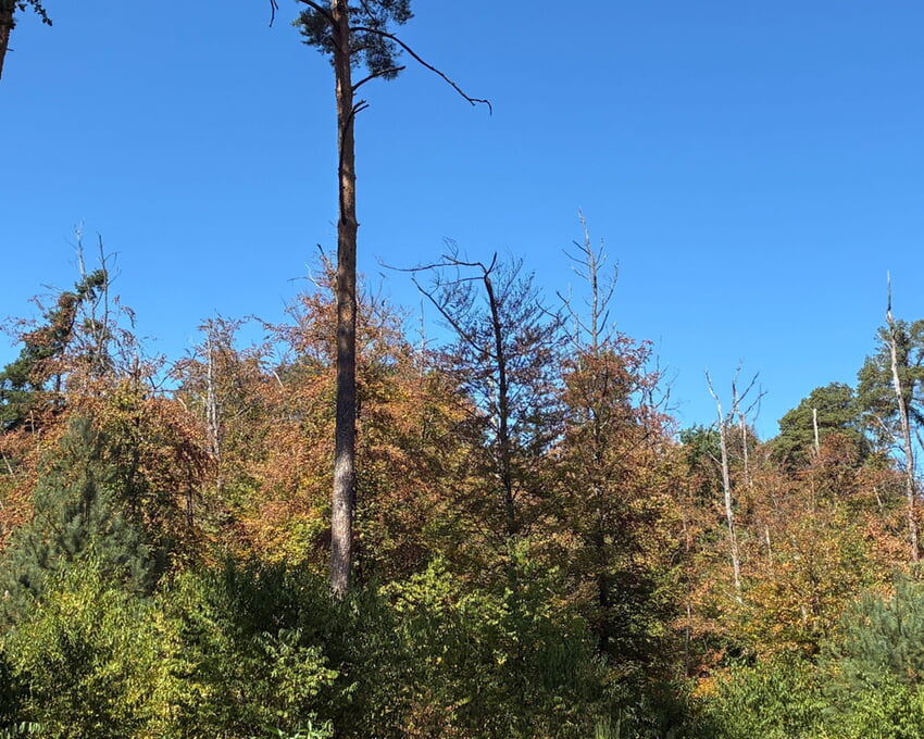 Die Dürre wirkt sich sichtbar auf den Wald im Landkreis Karlsruhe aus. (Quelle: Landratsamt Karlsruhe)