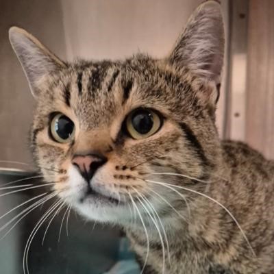 Fundkater braun/Schwarz/getigert