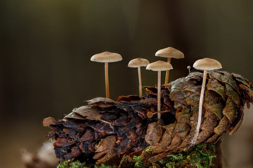 Foto: Eberl / PIXELIO; M&auml;useschwanz-R&uuml;bling