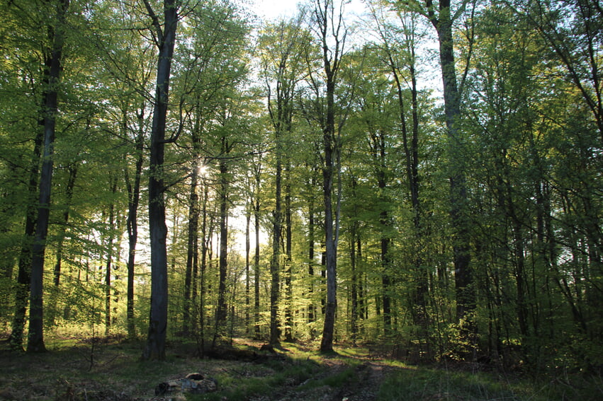 Blick in einen gesunden Bereich im Karlsbader Wald. Foto: Archiv Gemeinde Karlsbad