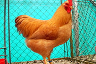 HERBSTFEST mit KLEINTIERAUSSTELLUNG