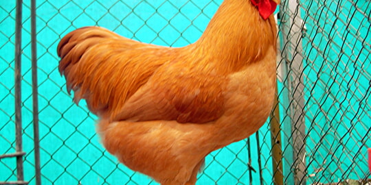 HERBSTFEST mit KLEINTIERAUSSTELLUNG