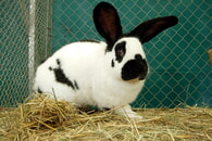 KLEINTIERAUSSTELLUNG