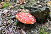 Erntedank