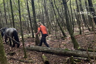 Holzr&uuml;ckung im Wald