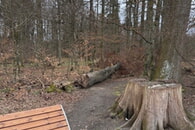 Warum bleibt ein Baumstamm ungenutzt im Ittersbacher Wald?