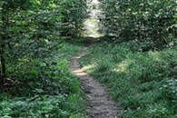 Waldbaden (Shinrin-Yoku) – eine Auszeit im heimischen Wald