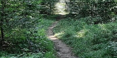 Waldbaden – eine Auszeit im heimischen Wald