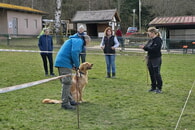 Ausstellungstraining am 23.03.2025 beim HSV-Karlsbad