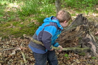 Waldtage im Mai 