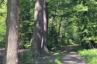 Waldbaden - eine Auszeit im heimischen Wald