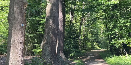 Vorank&uuml;ndigung: Waldbaden (Shinrin-Yoku) - eine Auszeit im heimischen Waldald