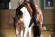 Westernreiten in den Auerbachwiesen