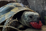 "Ich möchte wieder nach Hause" - Landschildkröte sucht Ihren Eigentümer