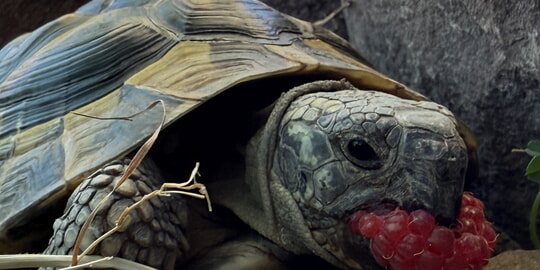 "Ich möchte wieder nach Hause" - Landschildkröte sucht Ihren Eigentümer