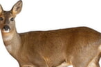 Wildernde Hunde reißen Reh