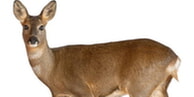 Wildernde Hunde reißen Reh