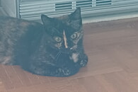 Fundkatzen im Tierheim Ettlingen