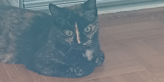 Fundkatzen im Tierheim Ettlingen