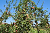 Obstbaumaktion 2025